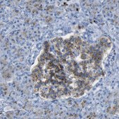 Anti-PLD3 antibody produced in rabbit Prestige Antibodies® Powered by Atlas Antibodies, affinity isolated antibody, buffered aqueous glycerol solution