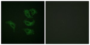 Anti-GAB1 antibody produced in rabbit affinity isolated antibody