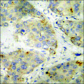Anti-phospho-PKD2 (pSer876) antibody produced in rabbit affinity isolated antibody