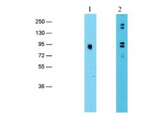 Anti-EZH2 Antibody serum, Upstate®