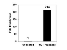 ChIPAb+ Acetyl-Histone H3 (Lys9) Purified - ChIP Validated Antibody and Primer Set from rabbit, purified by using Protein A
