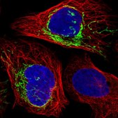 Anti-PLD5 antibody produced in rabbit Prestige Antibodies® Powered by Atlas Antibodies, affinity isolated antibody, buffered aqueous glycerol solution