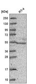 Anti-NR6A1 antibody produced in rabbit Prestige Antibodies® Powered by Atlas Antibodies, affinity isolated antibody