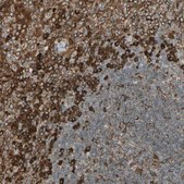 Anti-CANX antibody produced in rabbit Ab2, Prestige Antibodies® Powered by Atlas Antibodies, affinity isolated antibody, buffered aqueous glycerol solution