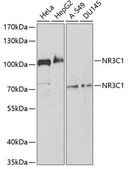 Anti-NR3C1 antibody produced in rabbit