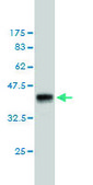 Monoclonal Anti-ATPIF1 antibody produced in mouse clone 3E2, purified immunoglobulin, buffered aqueous solution