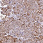 Anti-PLA2G1B antibody produced in rabbit Prestige Antibodies® Powered by Atlas Antibodies, affinity isolated antibody, buffered aqueous glycerol solution