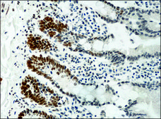 Anti-methyl-Histone H3 (Me-Lys9) antibody produced in rabbit affinity isolated antibody, buffered aqueous solution