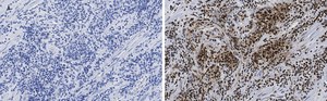 Anti-CTCF antibody, clone 1B18, ZooMAb® Rabbit monoclonal recombinant, expressed in HEK 293 cells
