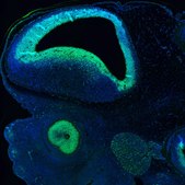 Monoclonal Anti-SOX2 antibody produced in mouse Prestige Antibodies® Powered by Atlas Antibodies, clone CL4716, purified immunoglobulin