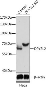 Anti-DPYSL2 antibody produced in rabbit