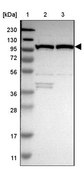 Anti-MTHFD1 antibody produced in rabbit Prestige Antibodies® Powered by Atlas Antibodies, affinity isolated antibody, buffered aqueous glycerol solution
