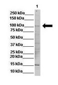 Anti-EHMT2 antibody produced in rabbit affinity isolated antibody