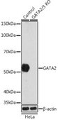 Anti- GATA2 antibody produced in rabbit