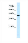 Anti-ACTB affinity isolated antibody
