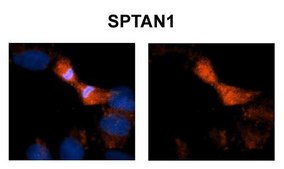 Anti-SPTAN1 antibody produced in rabbit affinity isolated antibody