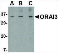 Anti-ORAI3 antibody produced in rabbit affinity isolated antibody, buffered aqueous solution