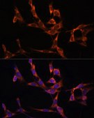 Anti-Caspase 8 antibody produced in rabbit