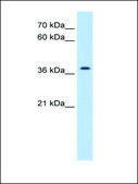 Anti-TMEM30A antibody produced in rabbit affinity isolated antibody
