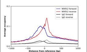 Anti-NFATC2 antibody produced in rabbit Prestige Antibodies® Powered by Atlas Antibodies, affinity isolated antibody, buffered aqueous glycerol solution