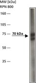Anti-Breast Cancer Resistance Protein antibody produced in rabbit affinity isolated antibody, buffered aqueous solution