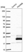 Anti-FAM96B antibody produced in rabbit Prestige Antibodies® Powered by Atlas Antibodies, affinity isolated antibody, buffered aqueous glycerol solution