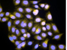 Rac1b抗体 Upstate®, from rabbit