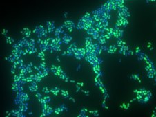 Enterococcus faecium FISH probe – ATTO 488 Probe for fluorescence in situ hybridization (FISH), 20µM in water