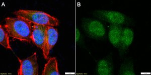 Anti-RSK-2 Antibody, clone 3O19 ZooMAb® Rabbit Monoclonal recombinant, expressed in HEK 293 cells