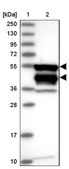 Anti-CARD8 antibody produced in rabbit Prestige Antibodies® Powered by Atlas Antibodies, affinity isolated antibody, buffered aqueous glycerol solution