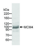 Goat anti-MCM4 Antibody, Affinity Purified Powered by Bethyl Laboratories, Inc.