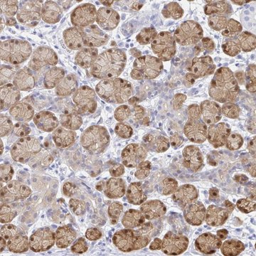 Anti-PPP1R1B antibody produced in rabbit Prestige Antibodies® Powered by Atlas Antibodies, affinity isolated antibody, buffered aqueous glycerol solution