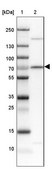 Anti-SRF antibody produced in rabbit Prestige Antibodies® Powered by Atlas Antibodies, affinity isolated antibody, buffered aqueous glycerol solution