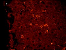 Anti-Green Fluorescent Protein Antibody, clone 4I10, ZooMAb® Rabbit Monoclonal recombinant, expressed in HEK 293 cells
