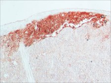 Anti-Rabbit IgG (whole molecule) antibody produced in goat whole antiserum, lyophilized powder