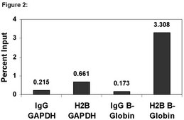 ChIPAb+ Histone H2B - ChIP Validated Antibody and Primer Set from rabbit