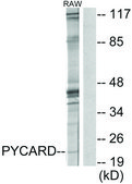 Anti-ASC antibody produced in rabbit affinity isolated antibody