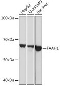 Anti-FAAH1 antibody produced in rabbit