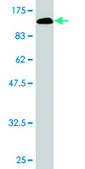 Monoclonal Anti-VCAM1 antibody produced in mouse clone 1H6, purified immunoglobulin, buffered aqueous solution