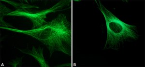 Monoclonal Anti-β-Tubulin antibody produced in mouse clone 2-28-33, ascites fluid