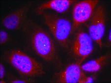 抗 CCNB1 (Ab-147) 兔抗 affinity isolated antibody