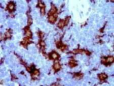 抗Iba1 / AIF1抗体 clone 20A12.1, from mouse