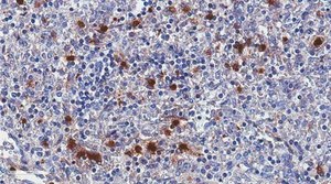 Anti-Cathelicidin/FALL-39/LL-37 Antibody, clone 8C10.1 clone 8C10.1, from mouse