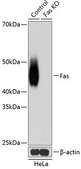Anti- Fas antibody produced in rabbit