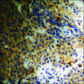 Anti-phospho-TGF β Receptor II (pSer225/250) antibody produced in rabbit affinity isolated antibody