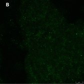 Anti-phospho-TrkB (Tyr816) Antibody, clone 2C21 ZooMAb® Rabbit Monoclonal recombinant, expressed in HEK 293 cells