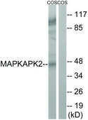 Anti-MAPKAPK2 antibody produced in rabbit affinity isolated antibody