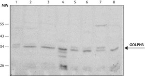 Monoclonal Anti-GOLPH3 antibody produced in mouse clone GOL3-1, purified from hybridoma cell culture
