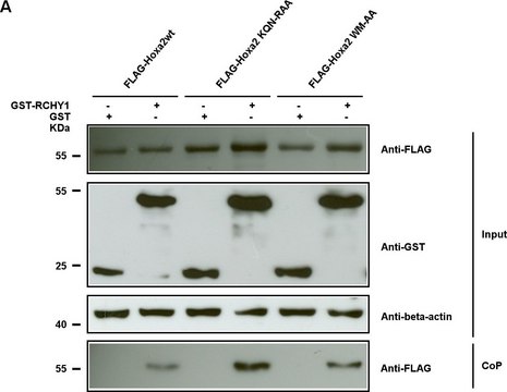 Monoclonal Anti-Glutathione-S-Transferase (GST) antibody produced in mouse clone GST-2, ascites fluid