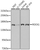 Anti-ROCK1 antibody produced in rabbit